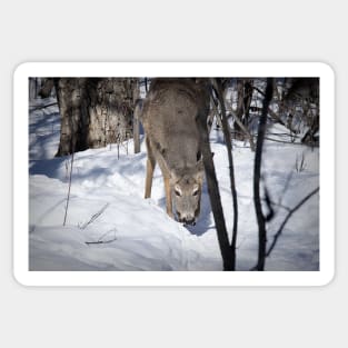 Grazing white-tailed deer. Sticker